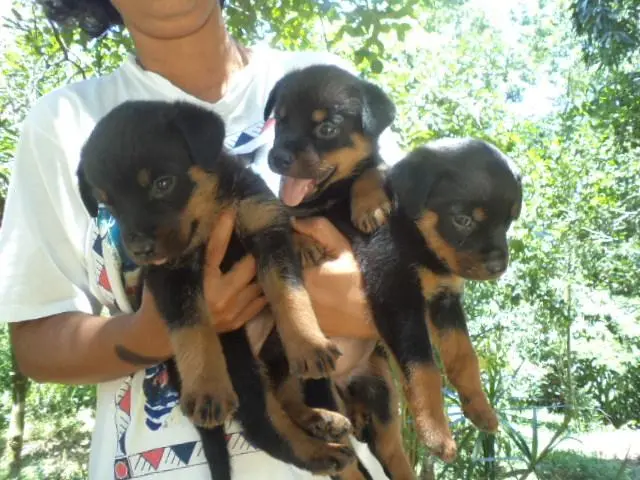 VENDO LINDOS FILHOTES DE ROTTWEILER FEMEA CABEÇA DE TOURO