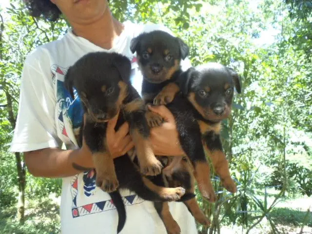 VENDO LINDOS FILHOTES DE ROTTWEILER FEMEA CABEÇA DE TOURO