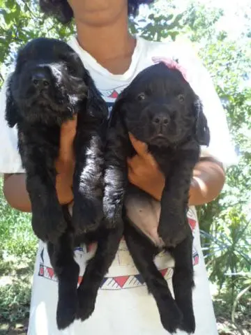 VENDO FILHOTES DE COCKER SPANIEL MACHO E FEMEA PRETINHOS
