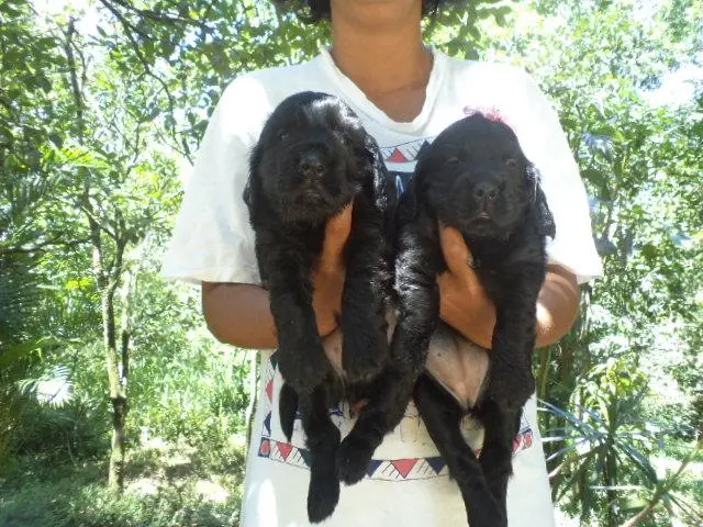 VENDO FILHOTES DE COCKER PRETO MACHO E FEMEA