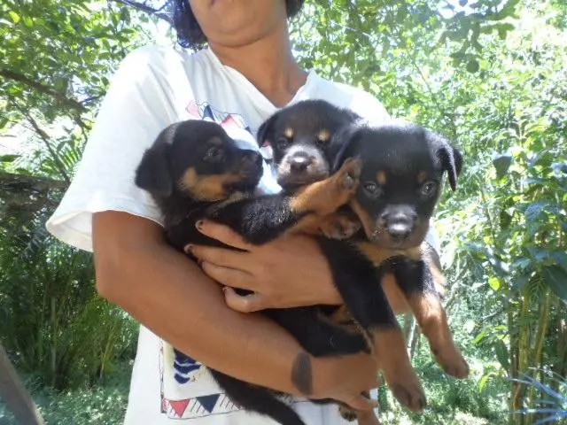 VENDO FILHOTE DE ROTTWEILER CABEÇA DE TOURO FEMEA