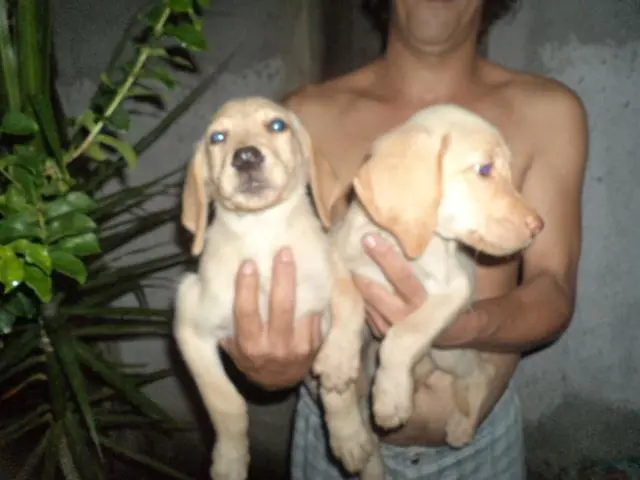 VENDO FILHOTES DE LABRADOR FEMEA.CHAMPANHE