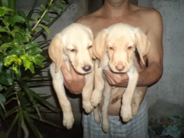 VENDO FILHOTES DE LABRADOR FEMEA.CHAMPANHE