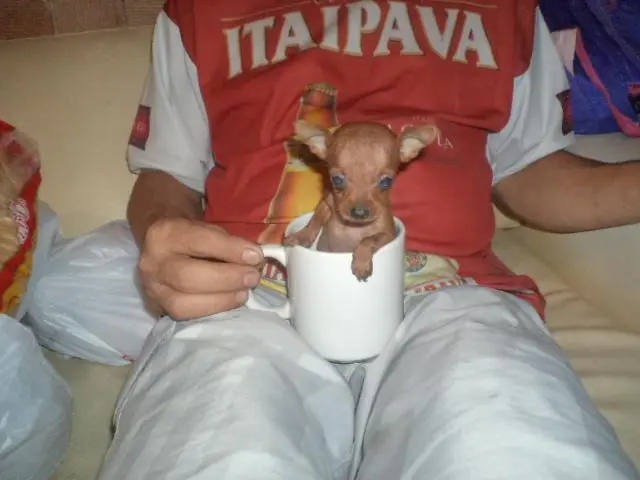 COMPRO FILHOTES DE TODAS AS RAÇAS