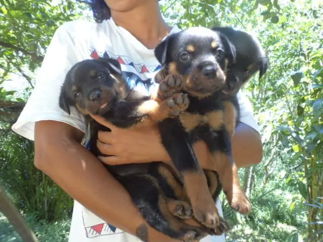 VENDO LINDOS FILHOTES DE ROTTWEILER FEMEA CABEÇA DE TOURO