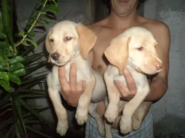 VENDO FILHOTES LABRADOR CHAMPANHE FEMEA