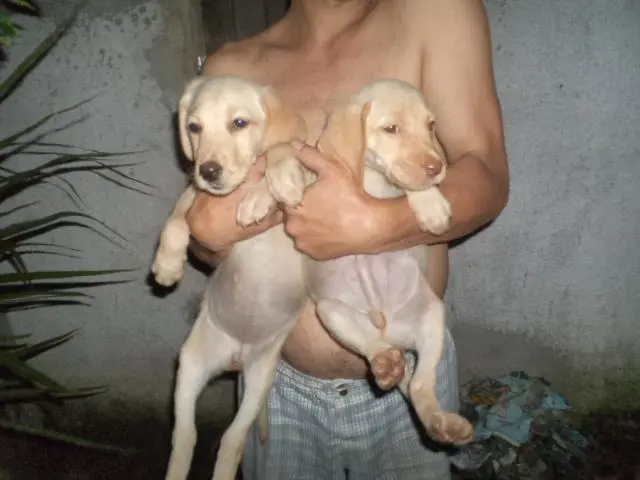 VENDO FILHOTES DE LABRADOR FEMEA CHAMPANHE