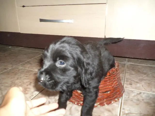 VENDO FILHOTES DE COCKER PRETINHOS MACHO
