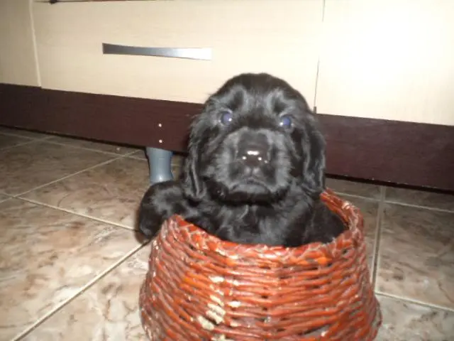 VENDO FILHOTES DE COCKER PRETINHOS MACHO