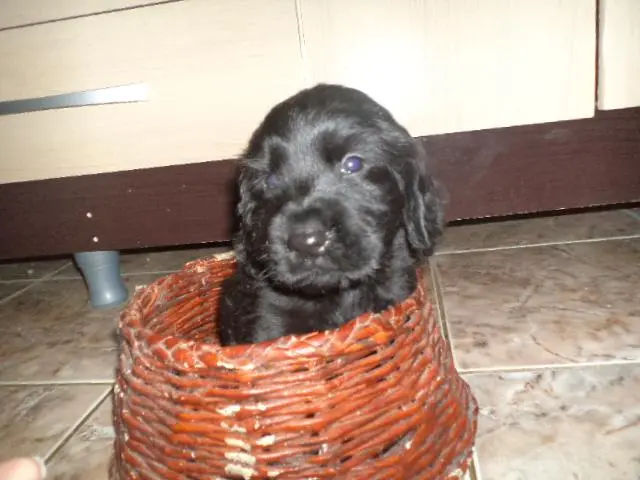 VENDO FILHOTES DE COCKER PRETINHOS MACHO