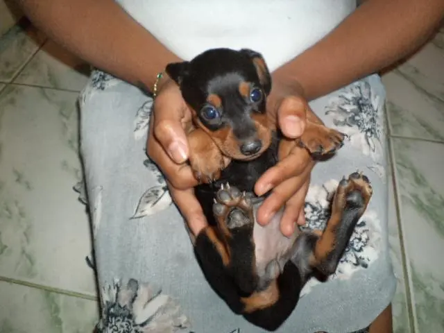VENDO FILHOTINHOS DE BASSET MACHO E FEMEA PRETO COM CANELA