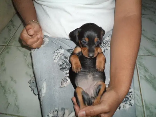 VENDO FILHOTINHOS DE BASSET MACHO E FEMEA PRETO COM CANELA