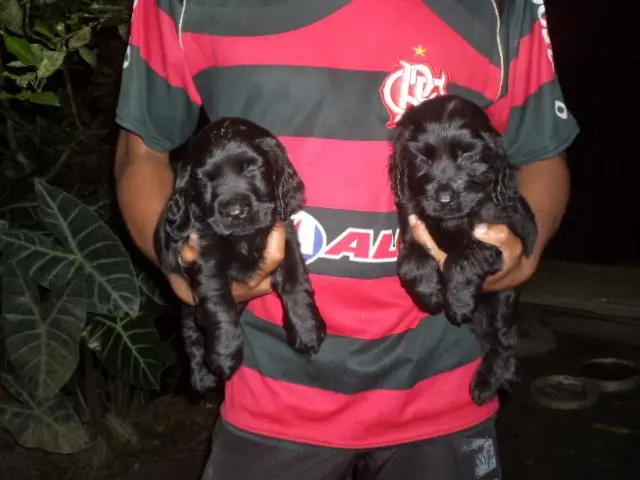 VENDO FILHOTES DE COCKER PRETINHOS MACHO