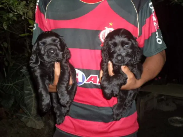 VENDO FILHOTES DE COCKER PRETINHOS MACHO