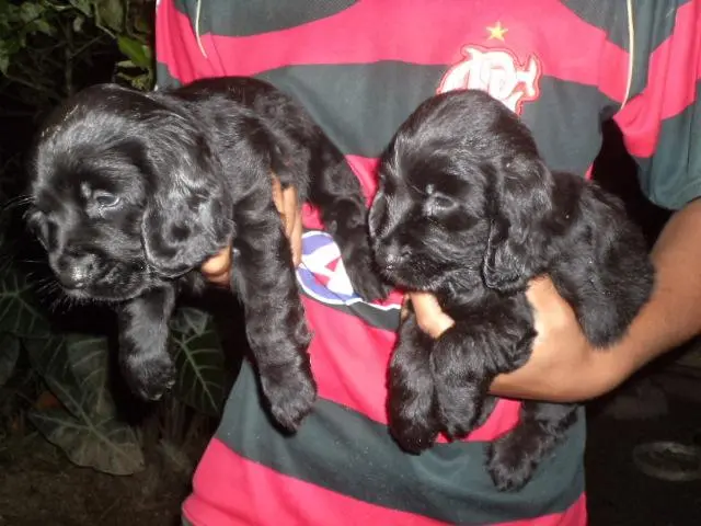 VENDO FILHOTES DE COCKER PRETINHOS MACHO