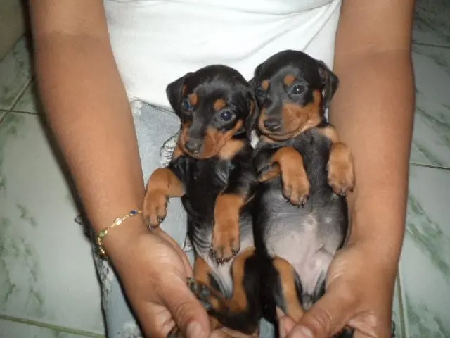 VENDO FILHOTINHOS DE BASSET PRETO COM CANELA