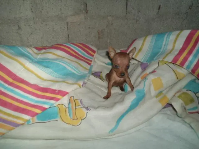 VENDO FILHOTINHOS DE PINCHER DOURADO MACHO
