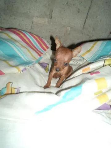 VENDO FILHOTINHOS DE PINCHER DOURADO MACHO