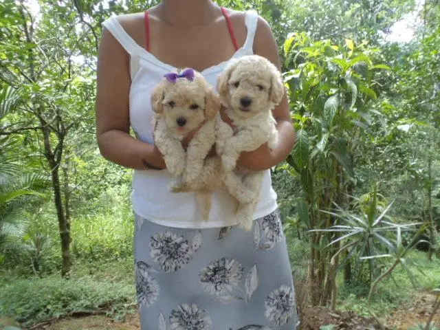 VENDO FILHOTINHOS DE POODLE MACHO E FEMEA CHAMPANHE TOY