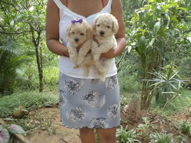 VENDO FILHOTINHOS DE POODLE TOY MACHO E FEMEA CHAMPANHE