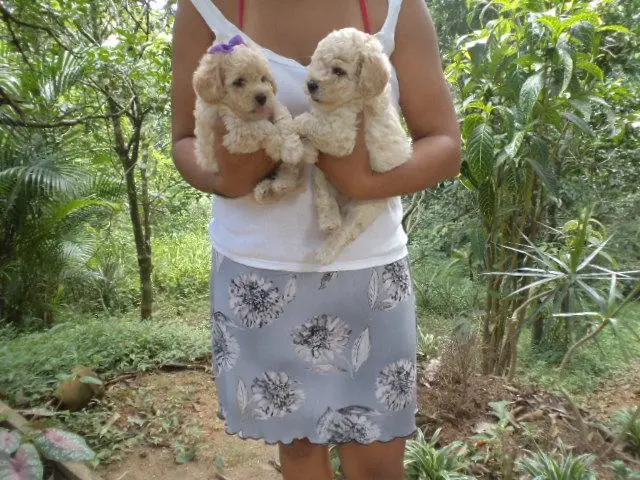 VENDO FILHOTINHOS DE POODLE TOY MACHO E FEMEA CHAMPANHE