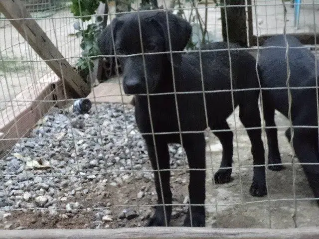 VENDO LINDOS FILHOTES DE LABRADOR PRETO MACHO E FEMEA