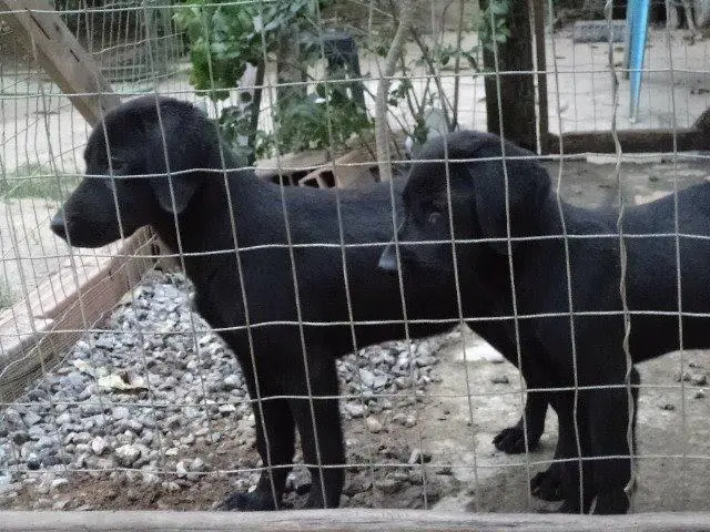 VENDO LINDOS FILHOTES DE LABRADOR PRETO MACHO E FEMEA