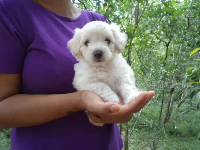 VENDO FILHOTINHOS DE POODLE MACHO E FEMEA CHAMPANHE