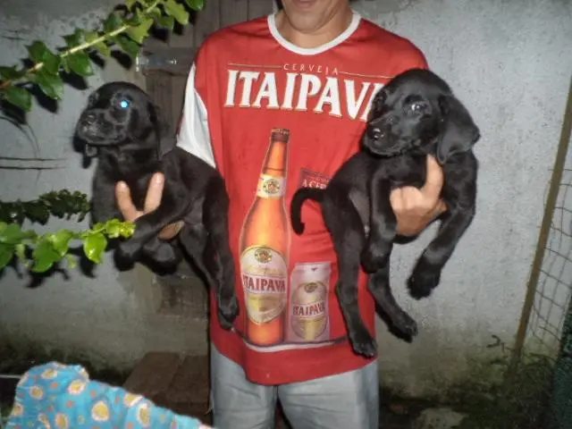 VENDO FILHOTES DE LABRADOR MACHO E FEMEA PRETOS