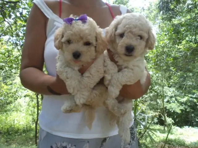VENDO FILHOTES DE POODLE CHAMPANHE MACHO E FEMEA