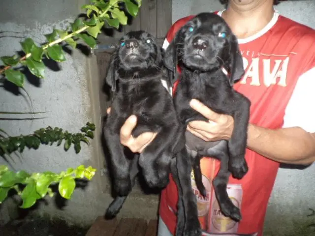 VENDO FILHOTES DE LABRADOR PRETO MACHO E FEMEA