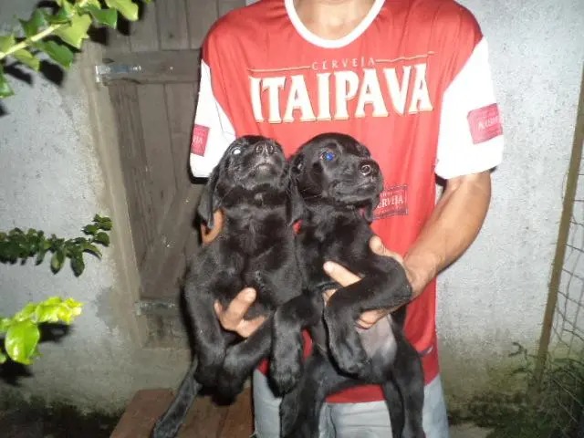VENDO FILHOTES DE LABRADOR PRETO MACHO E FEMEA