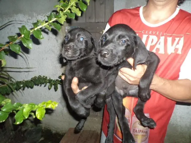 VENDO FILHOTINHOS DE LABRADOR PRETO MACHO E FEMEA