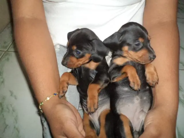 VENDO FOFOS FILHOTINHOS DE BASSET PRETO COM CANELA