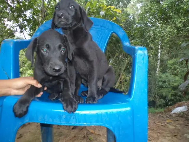 VENDO FILHOTES DE LABRADOR MACHO E FEMEA PRETOS
