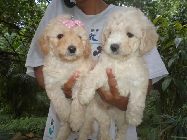 VENDO FILHOTES DE POODLE TOY MACHO E FEMEA CHAMPANHE
