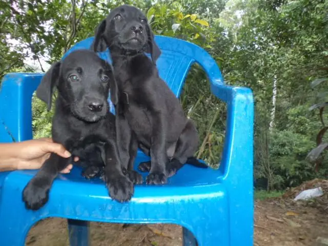 VENDO FILHOTES DE LABRADOR MACHO E FEMEA PRETOS
