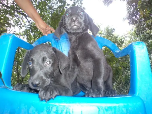 VENDO FILHOTES DE LABRADOR MACHO E FEMEA PRETOS