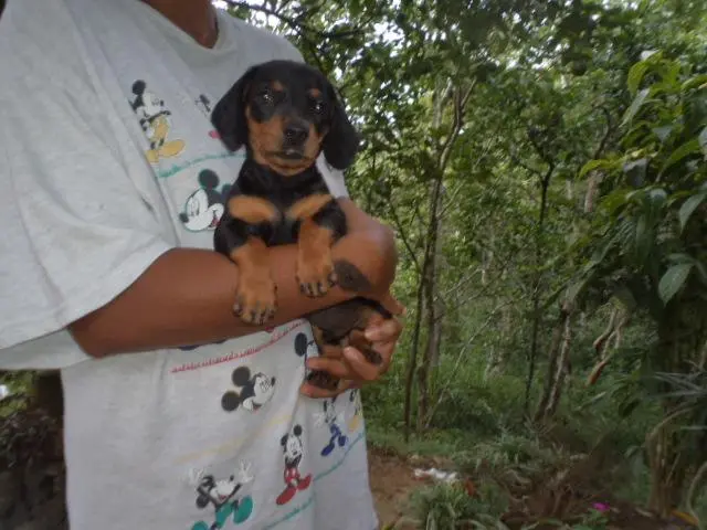VENDO FILHOTES DE BASSET PRETO COM CANELA MINIATURA