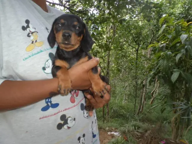 VENDO FILHOTES DE BASSET PRETO COM CANELA MINIATURA