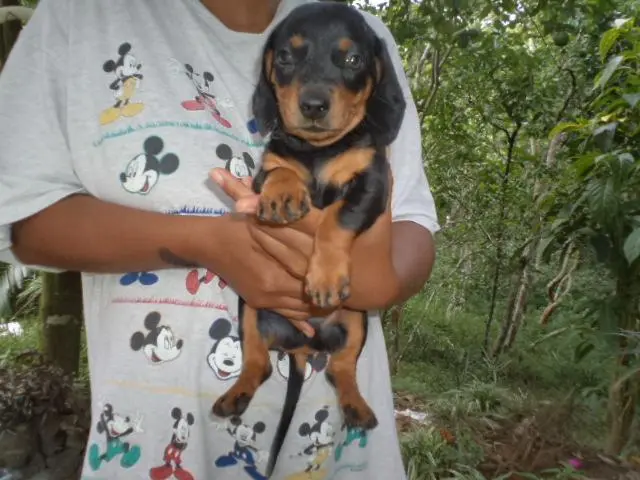 VENDO FILHOTES DE BASSET PRETO COM CANELA MINIATURA