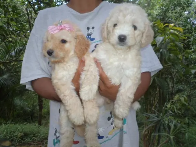 VENDO FILHOTES DE POODLE TOY CHAMPANHE MACHO E FEMEA
