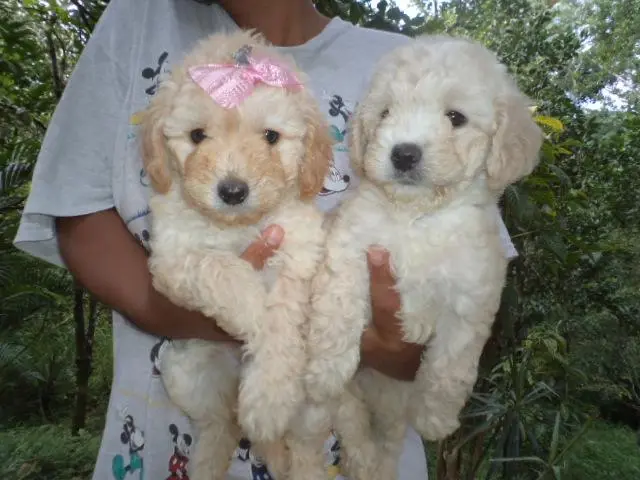 VENDO FILHOTES DE POODLE TOY CHAMPANHE MACHO E FEMEA