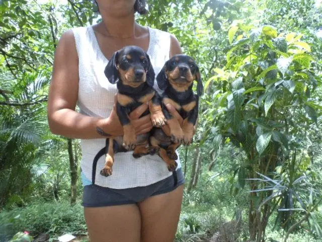 VENDO FILHOTES DE POODLE TOY CHAMPANHE MACHO E FEMEA
