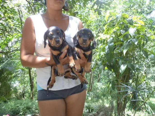 VENDO FILHOTES DE POODLE TOY CHAMPANHE MACHO E FEMEA