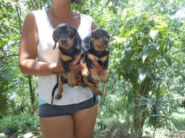 VENDO FILHOTES DE BASSET PRETO COM CANELA MINIATURA