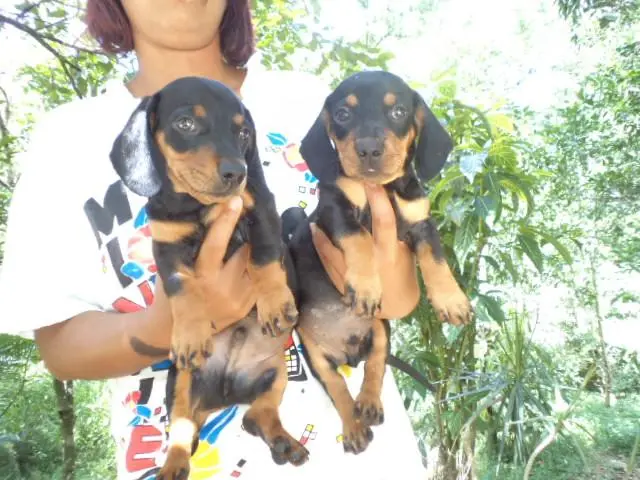 VENDO FILHOTES DE BASSET PRETO COM CANELA ANÃO TEM MACHO E FEMEA