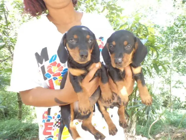 VENDO FILHOTES DE BASSET PRETO COM CANELA ANÃO TEM MACHO E FEMEA