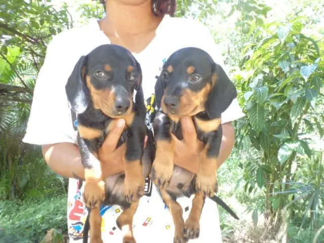 VENDO LINDOS FILHOTES DE BASSET PRETO COM CANELA MACHO E FEMEA