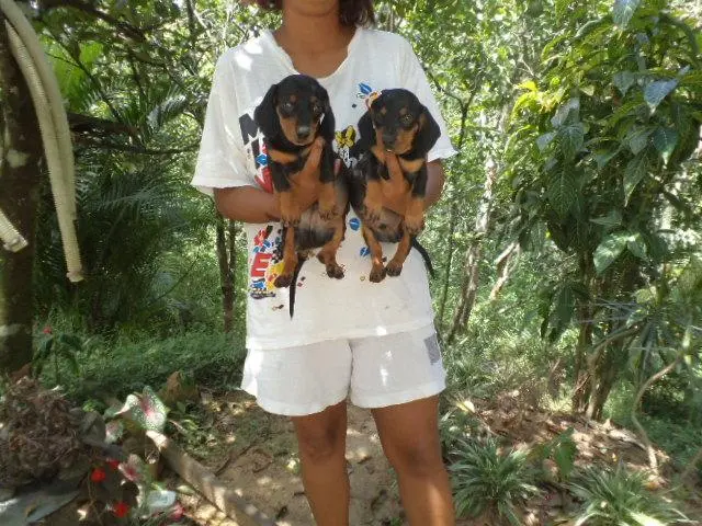 VENDO LINDOS FILHOTES DE BASSET DACHSHUND PRETO COM CANELA